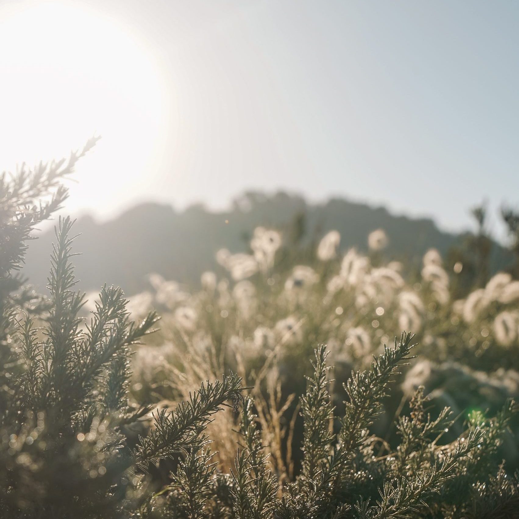 Son Brull_presentació_73